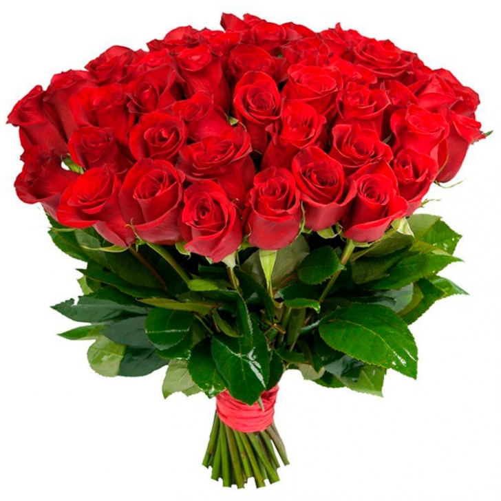 Розы Эквадор красные 51 шт